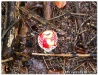 Pilzwanderung_201305.jpg
